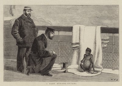 Een Baby Orang-Oetan door John Charles Dollman